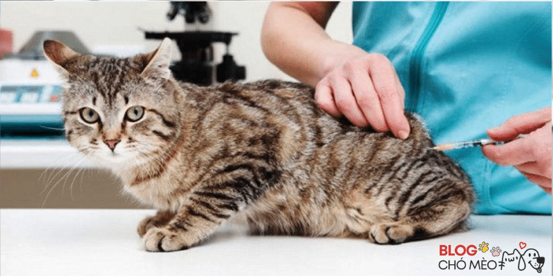 Điều trị bệnh cơ tim phì đại ở mèo