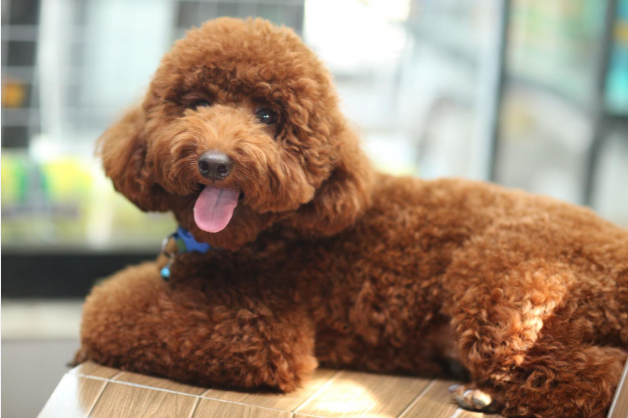 Tính cách của Chó Poodle