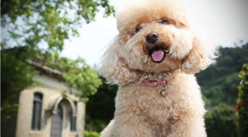 Nguồn gốc của Chó Poodle