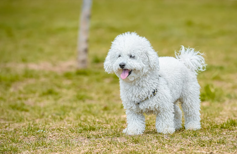 Giá chó poodle trắng bao nhiêu?