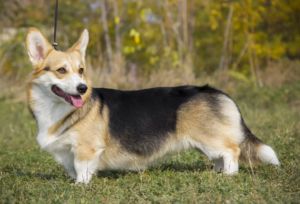 Chó Corgi nhập khẩu từ Thái Lan