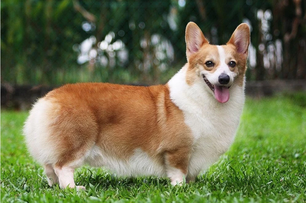 Giá các loại Chó Corgi