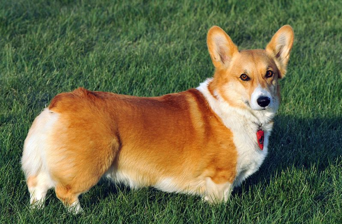 Tính cách của chó Corgi