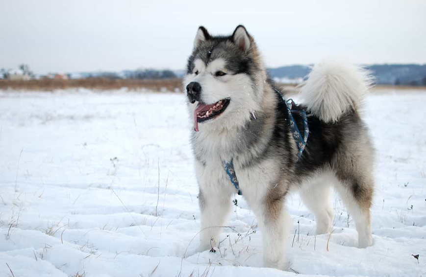 Cách chăm sóc chó Alaska