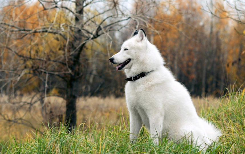 Lịch sử và nguồn gốc Chó Alaska