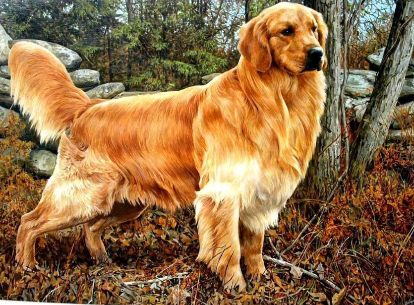 Các bệnh thường gặp ở chó Golden Retriever