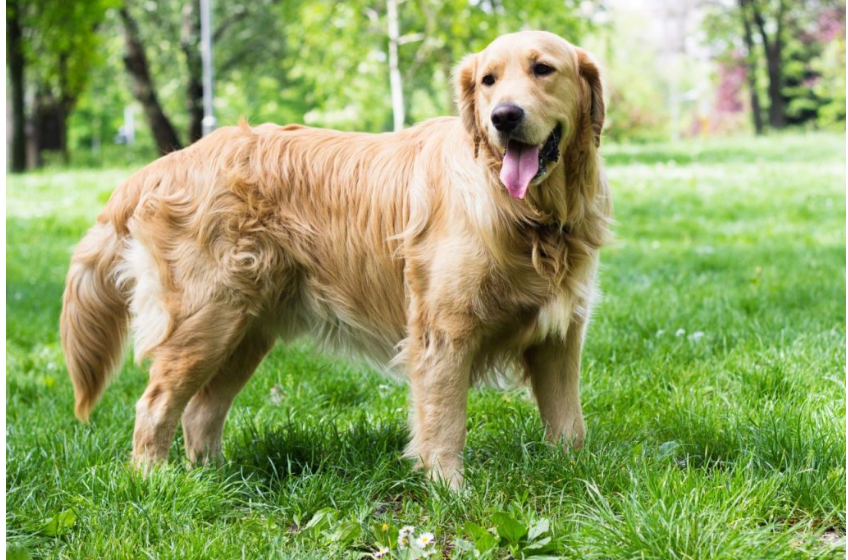 Cách chăm sóc chó Golden Retriever