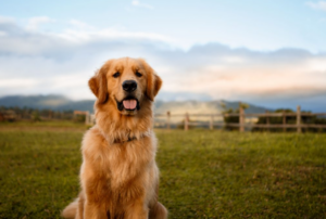 Lịch sử và nguồn gốc Chó Golden Retriever