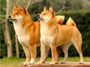 Lịch sử và nguồn gốc chó shiba